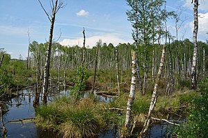 Schleswig-Holstein, Hasenmoor, FFH-Gebiet Hasenmoor NIK 0780.JPG