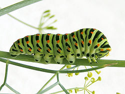  Chenille de Machaon