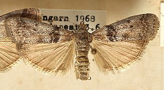 <i>Sciota adelphella</i> Species of moth