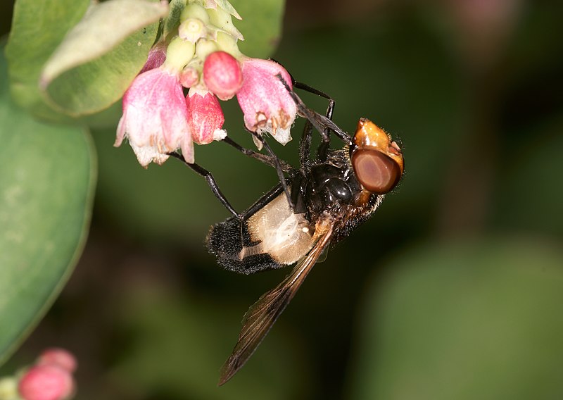 File:Seitenansicht Waldschwebfliege 2012.jpg