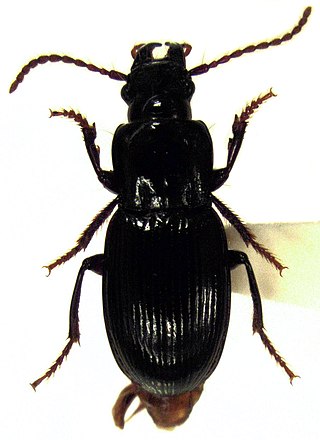 <i>Selenochilus</i> Genus of beetles