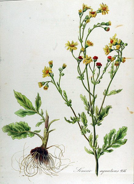 File:Senecio aquaticus — Flora Batava — Volume v12.jpg