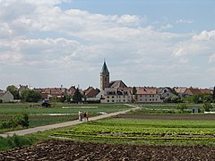 Sonderkulturen in Sennfeld, vor den Toren der Stadt