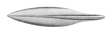 Sepioteuthis Lessiana gladius.jpg