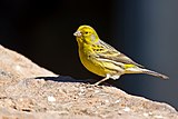 Serinus canaria -Parque Rural del Nublo, Gran Canaria, Spanien -male-8a.jpg