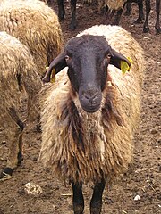 Serrai sheep breed