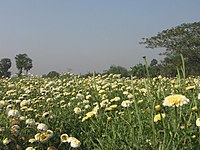 A farmland in Shankarpur, Ranaghat outskirt Shankarpur Farmland.jpg