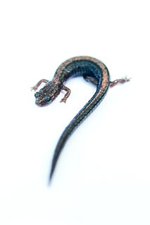 Shenandoah salamander species of amphibian