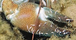 Signal crayfish branchiobdellid crop 2.jpg