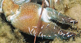 Signal crayfish branchiobdellid crop 2.jpg