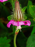 Miniatura para Caryophylloideae