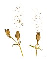 Silene latifolia - MHNT