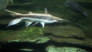 Pesce gatto con rocce sullo sfondo