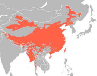 Sino-tibetan languages.png
