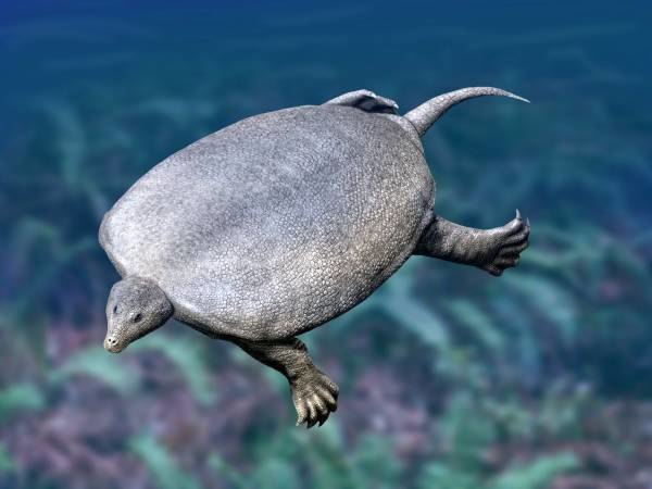 Life reconstruction of Sinosaurophargis yunguiensis