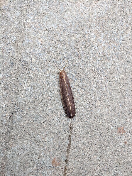 File:Slug 20180928 094005.jpg