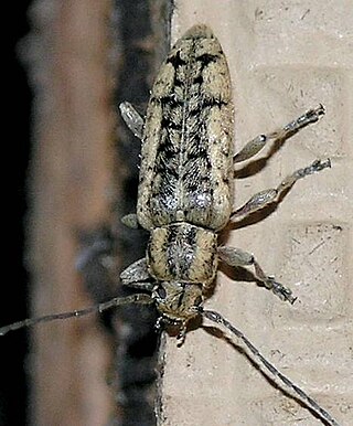 <i>Atimia</i> (beetle) Genus of beetles