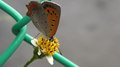 File:Small Copper Butterfly (Lycaena phlaeas).webm
