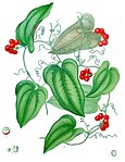 Smilax aristolochiifolia — Сассапариль гондурасская