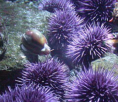 File:Snail and sea urchins.jpg (Category:Echinoidea)