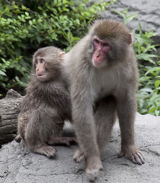 File:Snow Monkeys.jpg