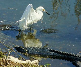 Snowy Egret and American Alligator