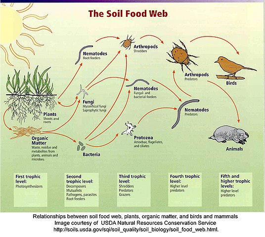 这些生物负责制造我们称之为土壤的生命系统。没有这些生物，你就只有死土，而不是土壤。
