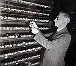 Light examining termites, {{circa|1937}}<ref>Sibley, Robert (1937). [https://archive.org/details/goldenbookofcali00sibl/page/n5/mode/2up ''The Golden Book of California'']. California Alumni Association. p. 196. {{OCLC|3424318}}.</ref>