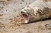 SouthShetland-2016-Livingston Island (Hannah Point)–Southern elephant seal (Mirounga leonina) 02.jpg