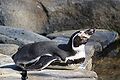 Čeština: Tučňák Humboldtův