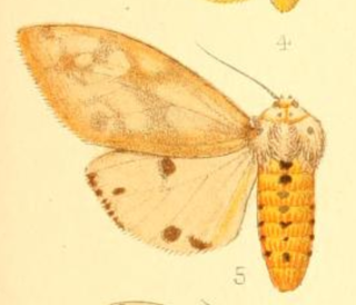 <i>Spilosoma rava</i> Species of moth