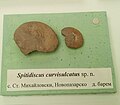 Spitidiscus curvisulcatus sp.n. Lower en:Barremian, St. Mihaylovski, Novi Pazar Province at the en:Sofia University "St. Kliment Ohridski" Museum of Paleontology and Historical Geology