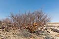 * Nomination Tylecodon paniculatus, Spitzkoppe, Namibia --Poco a poco 16:28, 12 April 2019 (UTC) * Promotion  Support Good quality.--Famberhorst 16:34, 12 April 2019 (UTC)