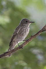 Spotted flycatcher Muscicapa striata