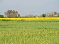 Spring season view fields , village Saneta Mohali