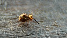 Sometimes springtails (Collembola) form common prey of P. festivus Springtail (8478535939).jpg