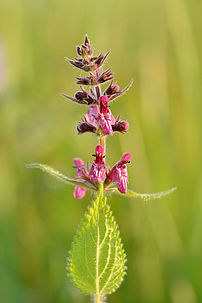 Une épiaire des bois (Stachys sylvatica), lamiacée des bois, haies et talus. (définition réelle 4 000 × 6 000)