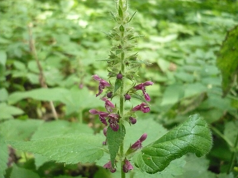 File:Stachys sylvatica OM56.jpg