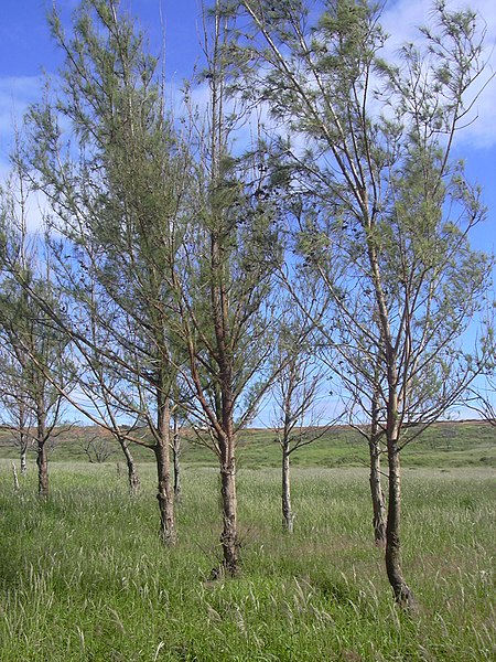 File:Starr-040120-0053-Casuarina equisetifolia-inflorescences-Lua Makika-Kahoolawe (24329384289).jpg