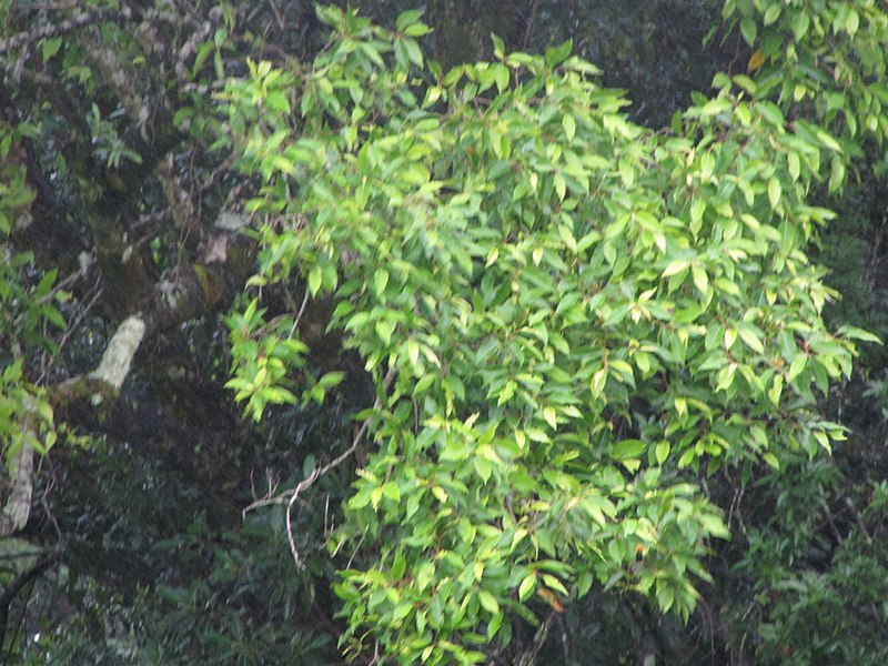 File:Starr-090618-1046-Syzygium jambos-leaves-Hana Hwy-Maui (24338601183).jpg