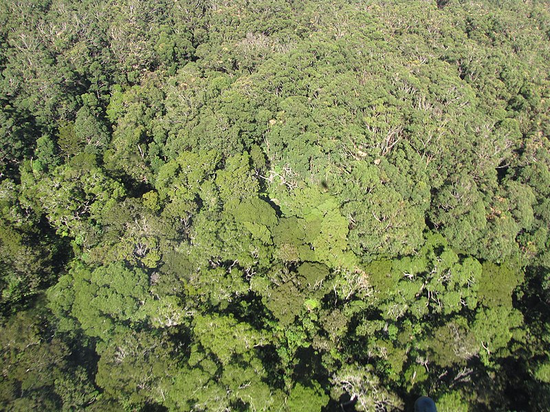 File:Starr-091217-0671-Melicope sp-aerial view habitat-Koolau Forest Reserve-Maui (24992333705).jpg