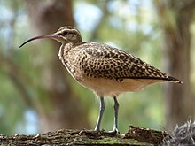 Gros oiseau au long bec recourbé marchant sur un tronc d'arbre couché au sol. La lumière rasante permet de bien voir les plumes hérissées de ses cuisses.