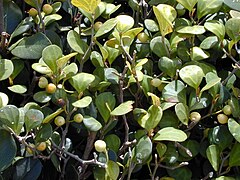 Starr 010425-0111 Ficus deltoidea.jpg