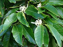Η Μ. η λευκή (Magnolia × alba).