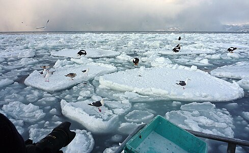 Steller's Sea Eagles and gulls.jpg