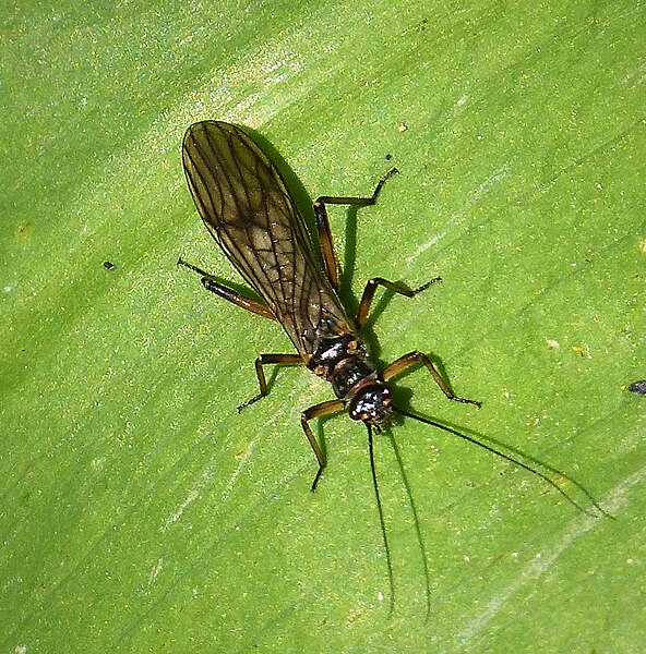 File:Stonefly, Plecoptera - Flickr - gailhampshire.jpg