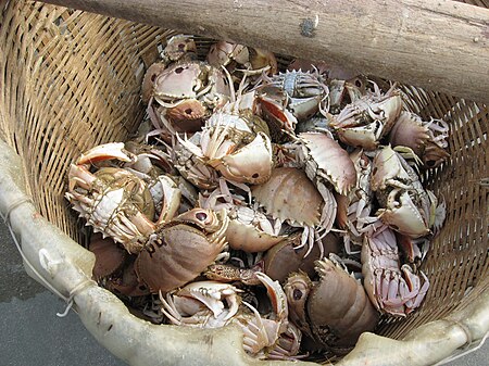 Tập_tin:Strange_crabs_-_Mui_Ne_Vietnam.JPG