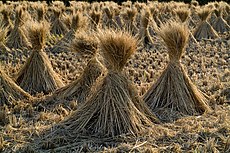 File:Felis silvestris catus lying on rice straw.jpg - Wikipedia