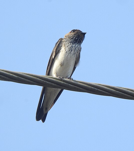 File:Streak throated swallow 21.jpg