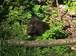 Raccoon dog pup. Streifzug Marderhundwelpe Pforzheim.JPG